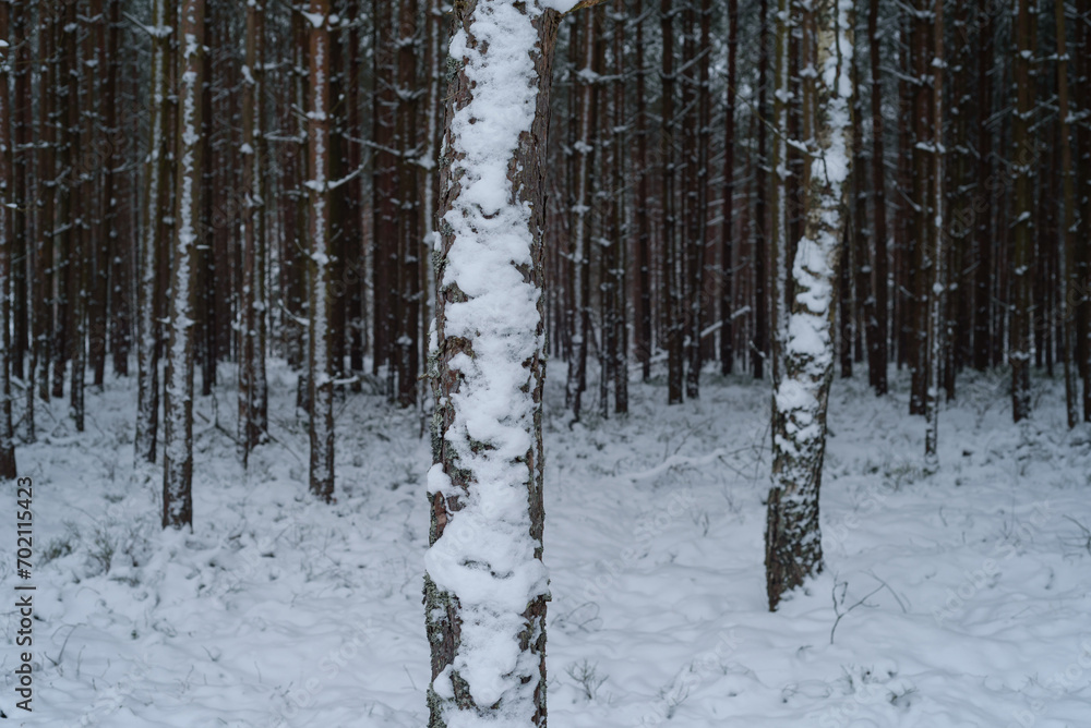 Fototapeta premium WINTER ATTACK - Snow in the pine forest