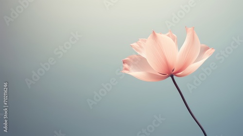 Pink lotus flower isolated on blue background. Floral design element. Generative AI