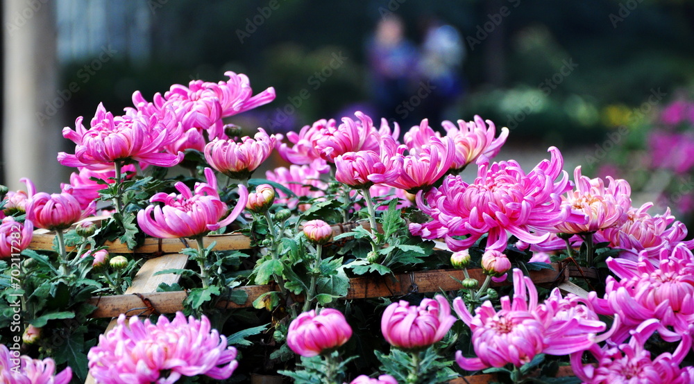 A Bunch of Pink Chrysanthemum 