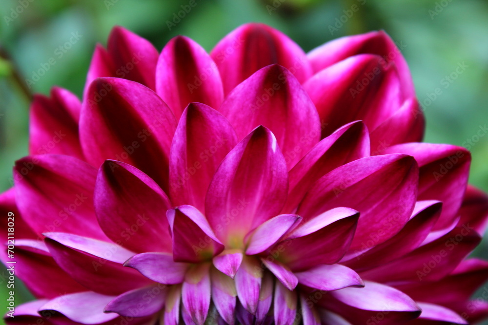 Obraz premium Dahlie rot, rote Dahlie, Dalie, Dalien, Blüte bunt