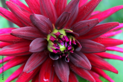 Dahlie rot, Blüte, Garten 