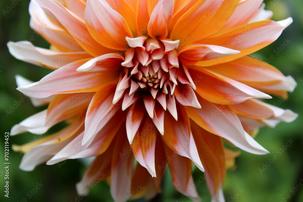 Dahlie Blume Blüte Garten Dahlie Blume Blüte Garten