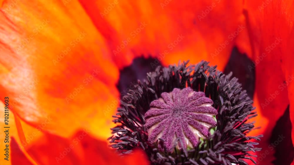 Red Poppy Flower Head close up of petal. Poppies in the meadow wild poppy field, swinging by wind. Macro. Close-up of blossoming poppies. Glade of red poppies. Soft focus blur. Papaver sp. Red Poppy Flower Head close up of petal. Poppies in the meadow wild poppy field, swinging by wind. Macro. Close-up of blossoming poppies. Glade of red poppies. Soft focus blur. Papaver sp.