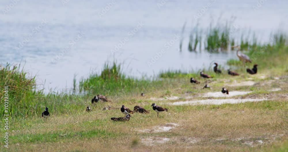 Various birds being together on a shore of river Tisza Various birds being together on a shore of river Tisza