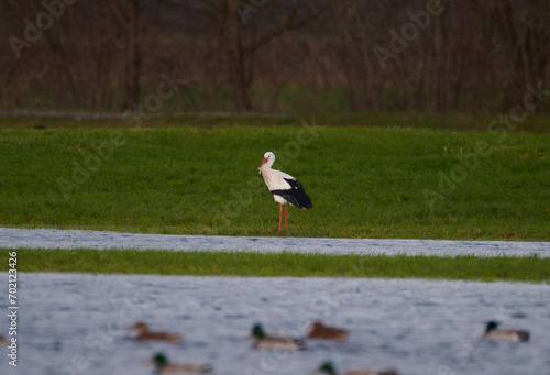 ganz allein im grünen am See ein Storch h © Andreas