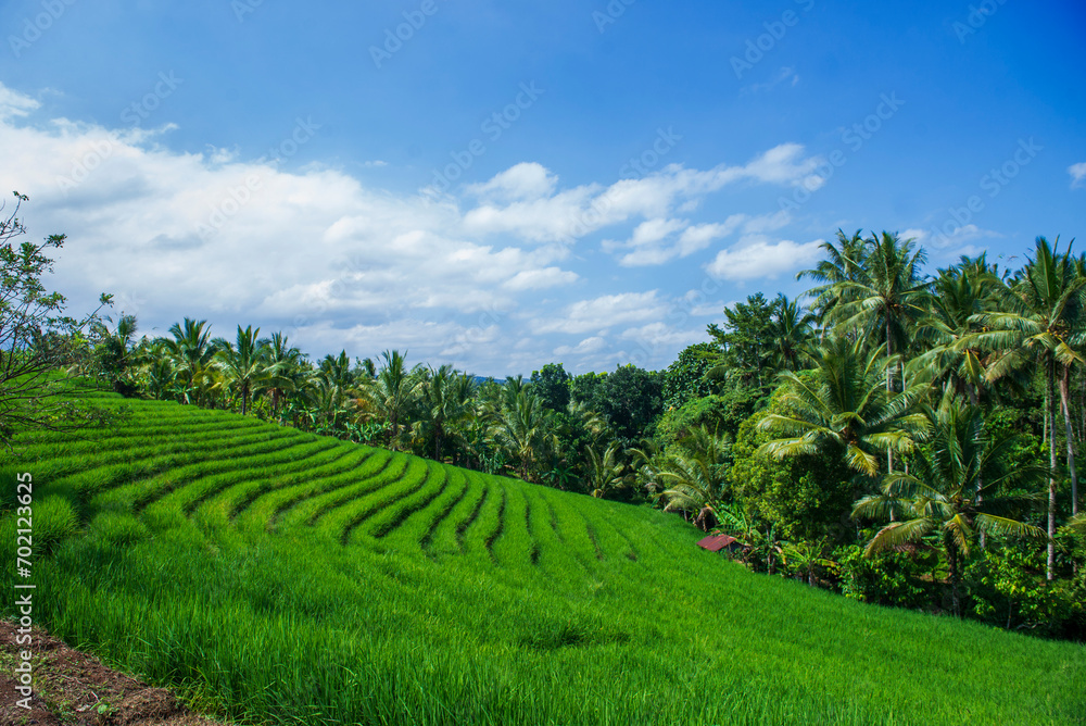 A beautiful view of rice terraces in Jatisari, Indonesia