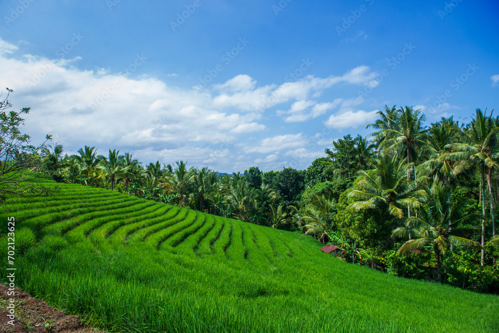 A beautiful view of rice terraces in Jatisari, Indonesia A beautiful view of rice terraces in Jatisari, Indonesia