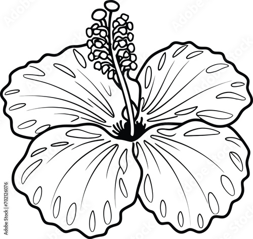 Hand drawn hibiscus flower. Hibiscus flower line art vector illustration