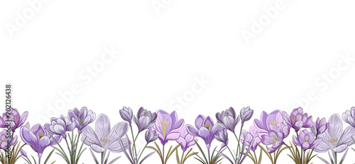 background of spring crocus flowers. negative free space for text on transparent backdrop. bottom border. photo