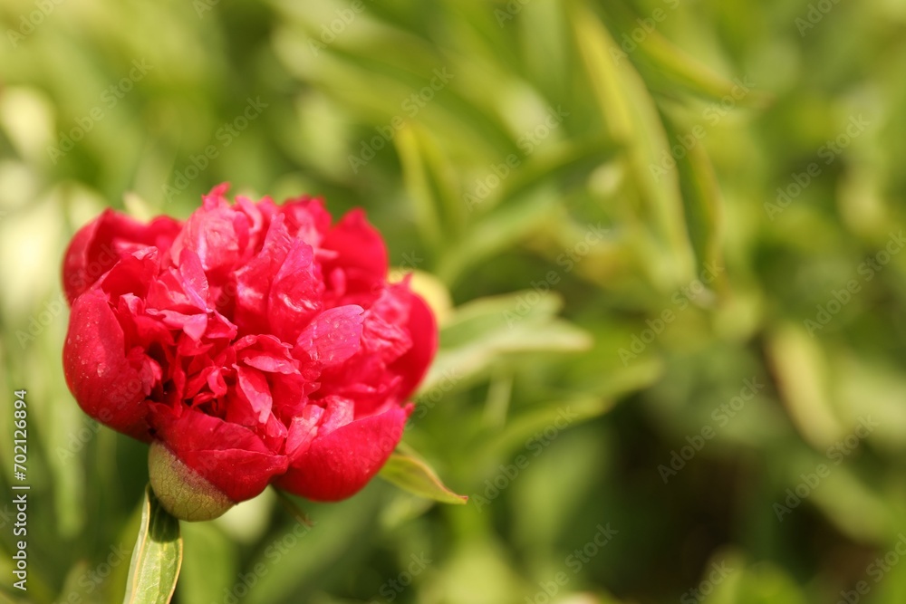Beautiful red peony outdoors on spring day, closeup Beautiful red peony outdoors on spring day, closeup