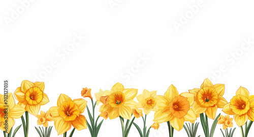 background of spring daffodil flowers. negative free space for text on transparent backdrop. bottom border.