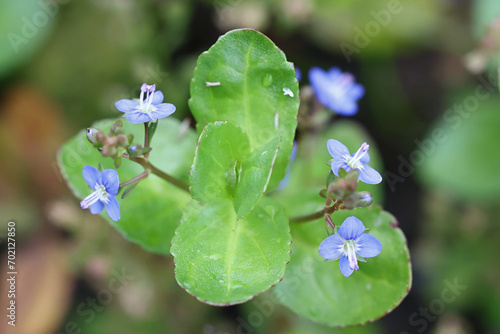  European speedwell, Veronica beccabunga, also known as brooklime, wild aquatic plant from Finland photo