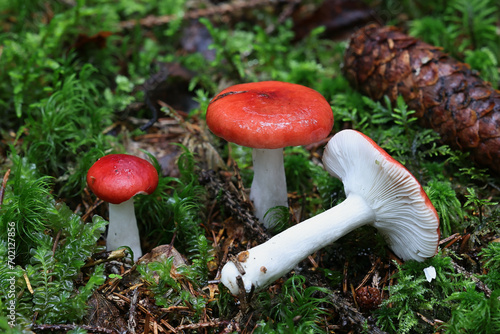 Red swamp brittlegill, Russula aquosa, wild mushroom from Finland