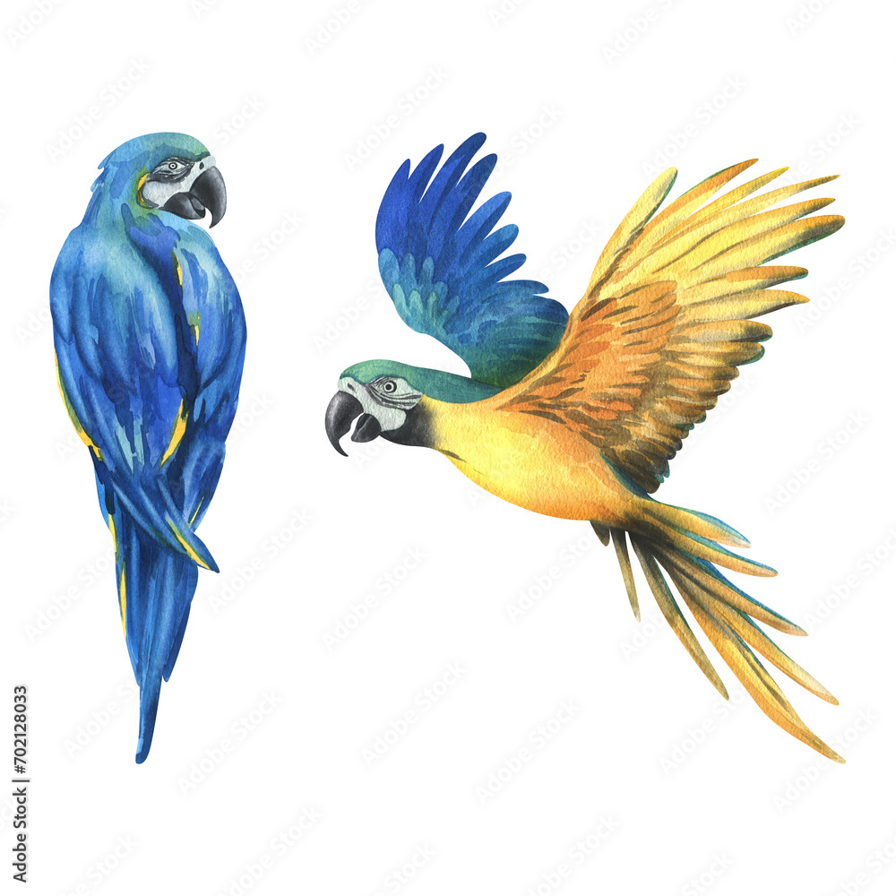 Tropical flying, sitting blue-yellow macaw parrots. Hand drawn watercolor botanical illustration. Set of isolated elements on a white background.