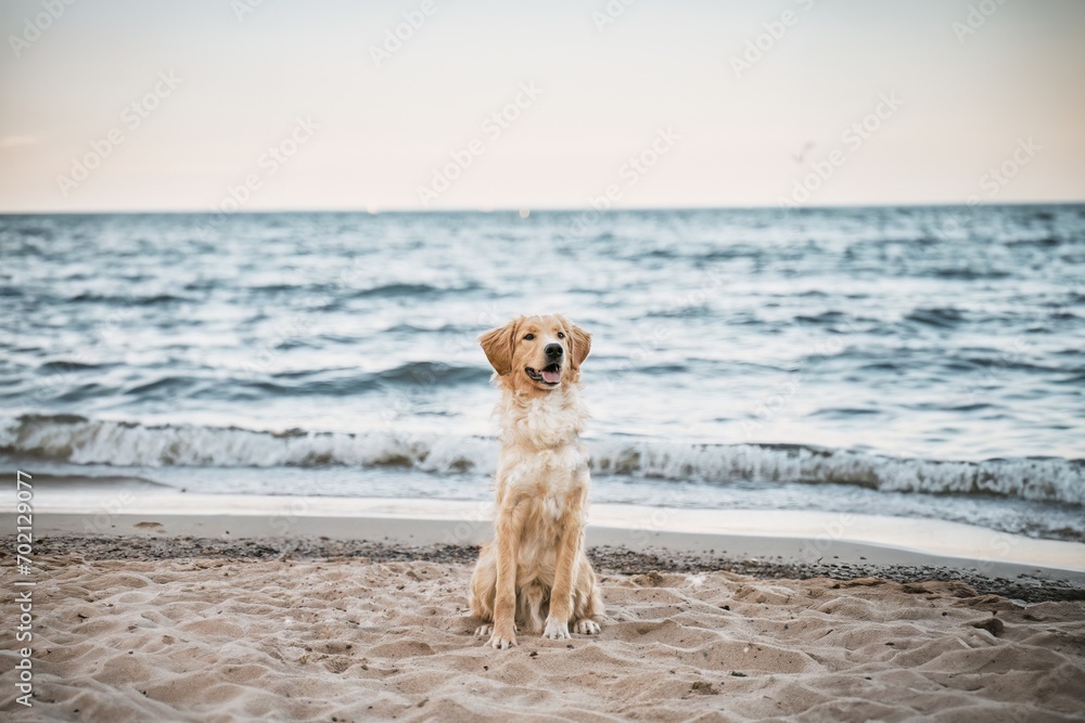 A happy golden retriever enjoys the summer at the beach. The dog plays with the sand and water on the shore of the Baltic Sea. A portrait of a cute and friendly pet in nature. A happy golden retriever enjoys the summer at the beach. The dog plays with the sand and water on the shore of the Baltic Sea. A portrait of a cute and friendly pet in nature.