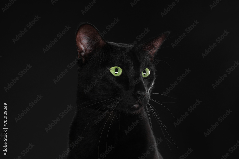 Adorable cat with green eyes on black background. Lovely pet