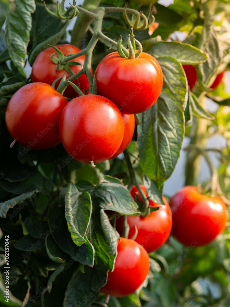 Growth ripe tomato in greenhouse