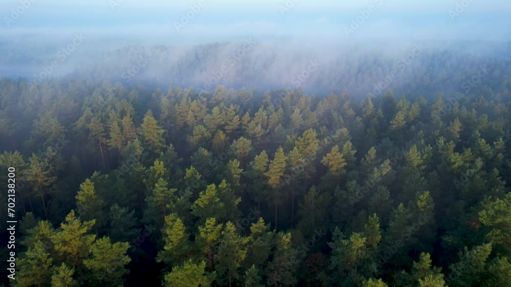 High Pines in Fog Wonderful Morning Sunrise Natural Landscape. Aerial View of Sunrise Over Misty Morning Forest Flight. Flying Over Foggy Green Pine Trees. Epic Amazing Majestic Nature Landscape. High Pines in Fog Wonderful Morning Sunrise Natural Landscape. Aerial View of Sunrise Over Misty Morning Forest Flight. Flying Over Foggy Green Pine Trees. Epic Amazing Majestic Nature Landscape.