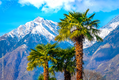 palm tree snow mountain - summer and winter blend - palms and mountains with snow background photo