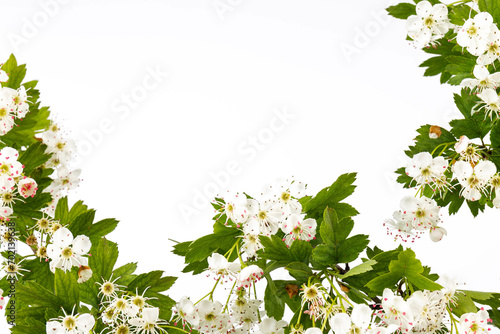 Hawthorn (Crataegus monogyna) flowers isolated on white background photo