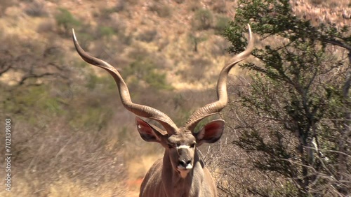 Close-up shot of a beautiful male kudu, spiral horned antelope, standing and staring at the camera on a dirt road in the dry, hot, arid Kalahari. photo