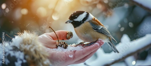 Close up of chickadee bird eating seeds from child s hand in winter. with copy space image. Place for adding text or design