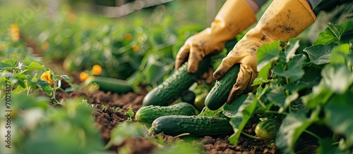 Female farmer hand in a rub...