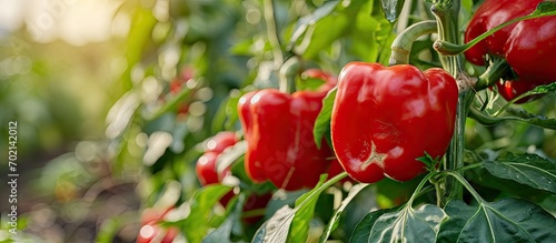 fresh red bell peppers growing on tree in garden paprika chili. with copy space image. Place for adding text or design