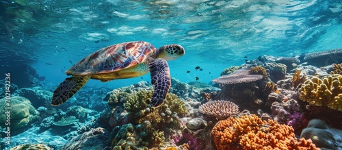 Grumpy Turtle swims over coral reef through clear blue water on the Ningaloo Reef Western Australia. with copy space image. Place for adding text or design © vxnaghiyev
