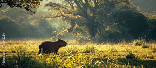 Beautiful view to capybara rodent on open field in the Brazilian Miranda Pantanal Mato Grosso do Sul Brazil. with copy space image. Place for adding text or design