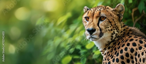 A cheetah standing alone in...