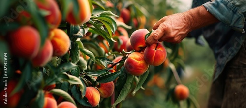 farmer harvesting peaches i...