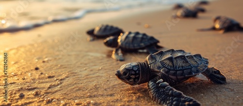 Endangered young baby turtles in warm evening sunlight being released at a beach in Sri Lanka fighting their way towards the ocean The recently hatched turtles are prone to be attacked by preda