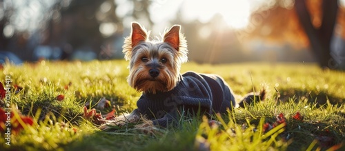 Funny Yorkshire Terrier domestic dog in fashionable stylish warm clothes outfit lying on soccer field synthetic green grass at sunny day Adorable cute puppy doggy chewing a stick playing on str © vxnaghiyev