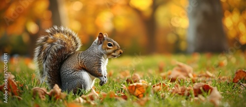 fluffy squirrel in light gray winter fur sits with his back to the viewer on an autumn lawn. with copy space image. Place for adding text or design