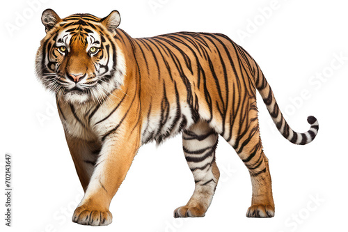 tiger isolated