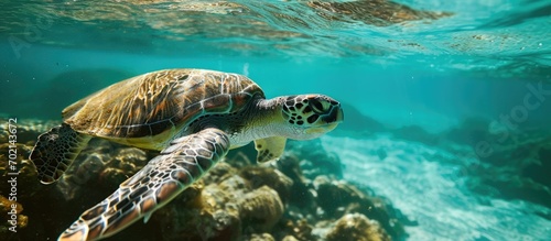 Green Sea Turtle Chelonia m...