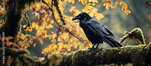Common raven sitting on mos...