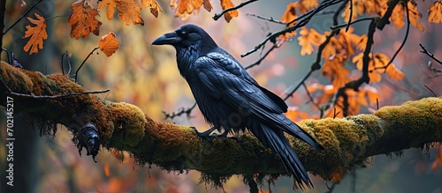 Common raven sitting on mos...