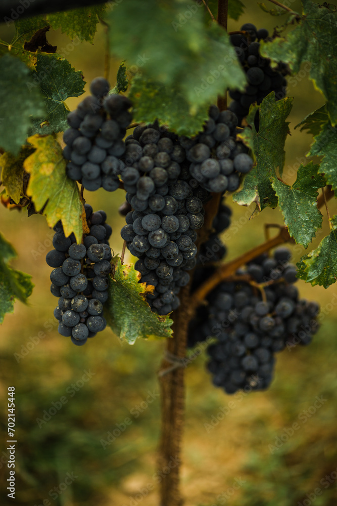 Italian Vineyard Grapes