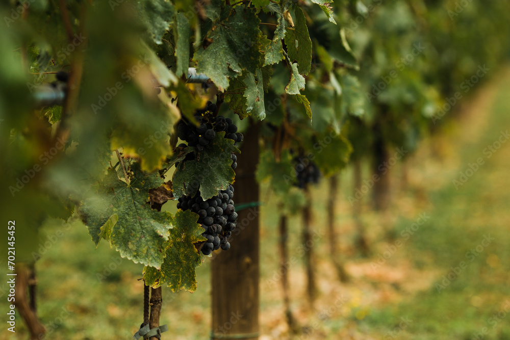 Fototapeta premium Italian Vineyard Grapes