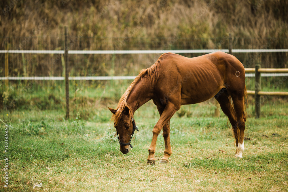 Fototapeta premium Brown Horse Grazing