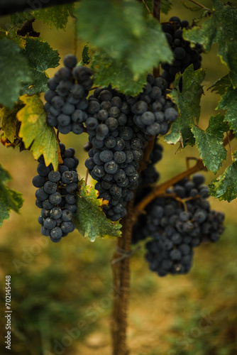 Italian Vineyard Grapes