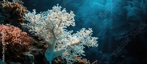 A Pacific coral has bleache...