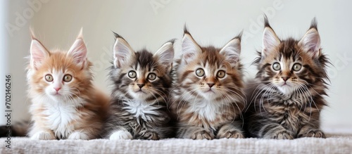 Delight in the cuteness of Maine Coon kittens with these heartwarming images Maine Coon kittens are known for their oversized paws and sweet personalities. with copy space image