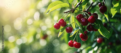 Cultivar cherry gummosis pathological production of gummy exudate in the summer garden. with copy space image. Place for adding text or design photo