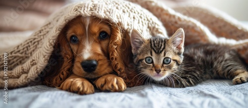 Cozy English Cocker spaniel...