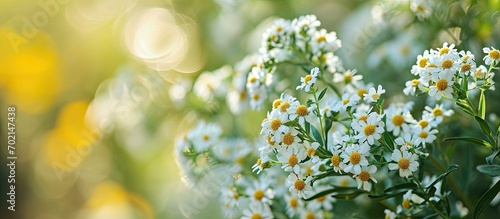 Hammock Shrubverbena white and yellow tiny flowers Summer season. with copy space image. Place for adding text or design
