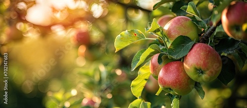 Apple orchard with an unrip...
