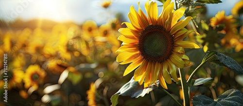 Diseases of agricultural crops Use of fungicides and herbicides to preserve the crop Crop insurance concept Sunflower crop failure as a result of improper agricultural practices